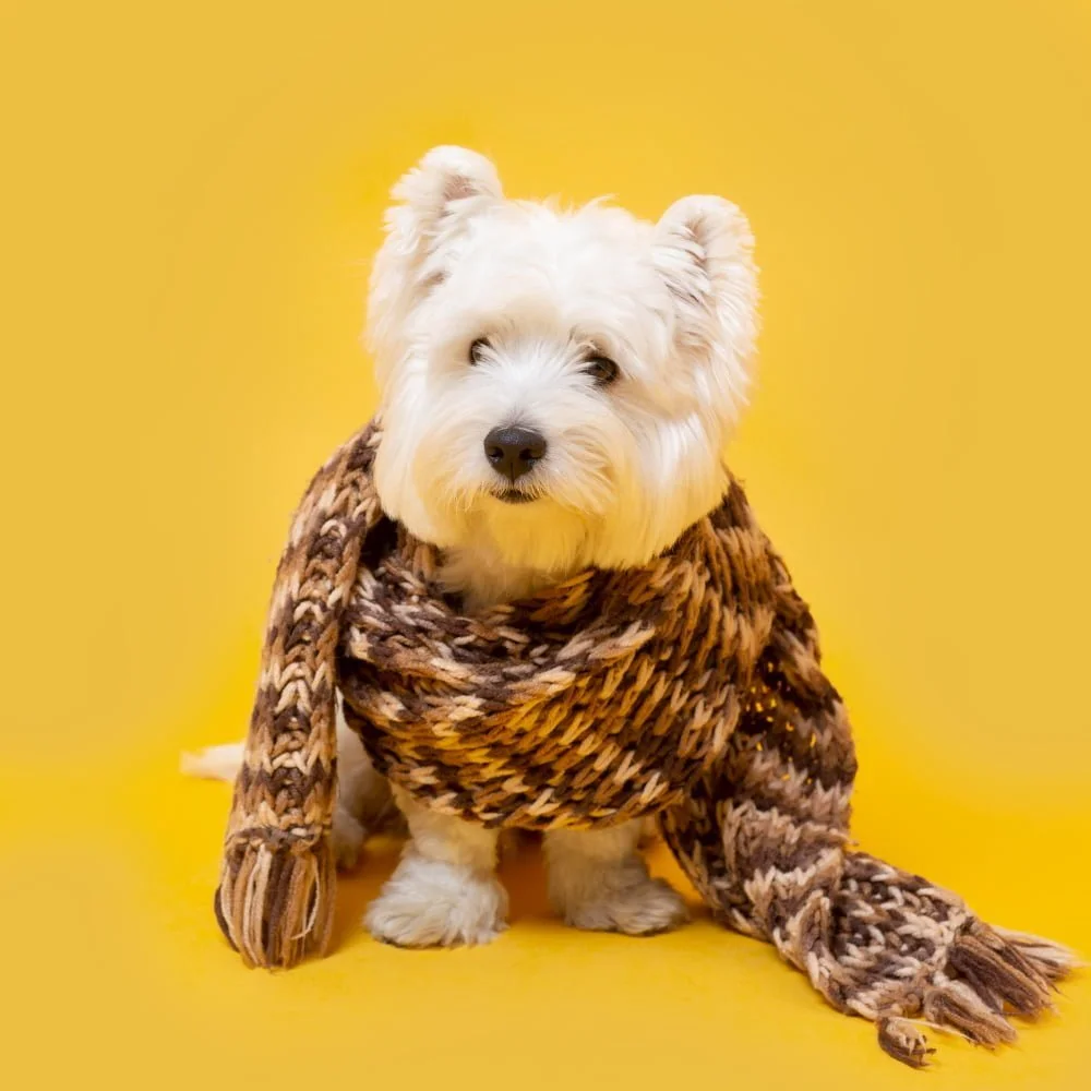 Bandana for dog
