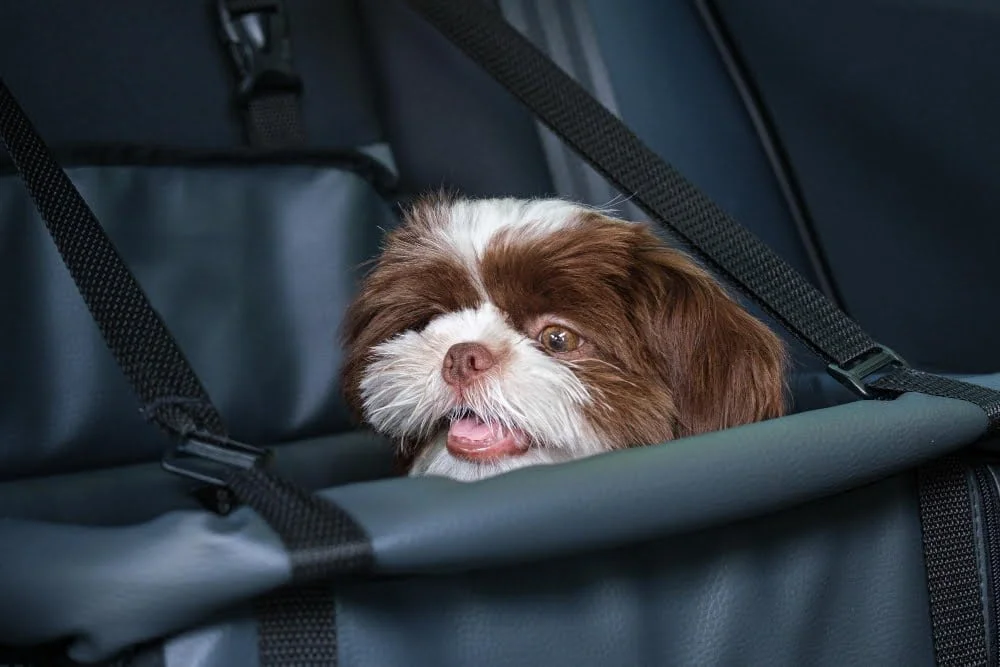 Car seat for small dog