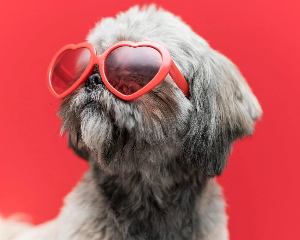 Dog sunglasses