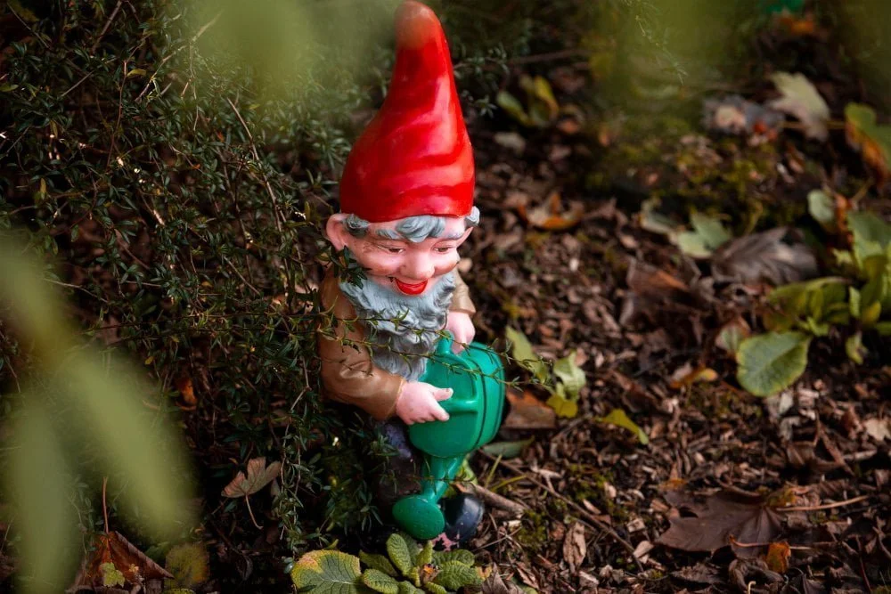 Gnome in the Garden