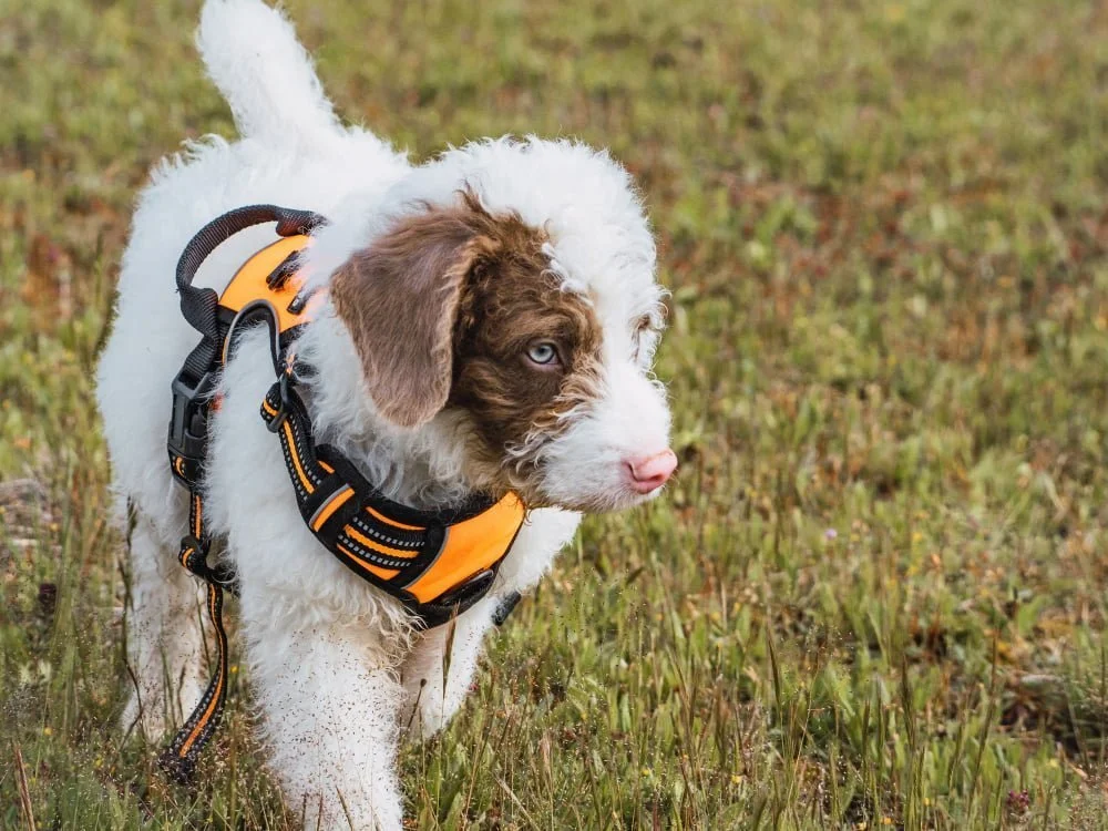 Harness wit built-in leash