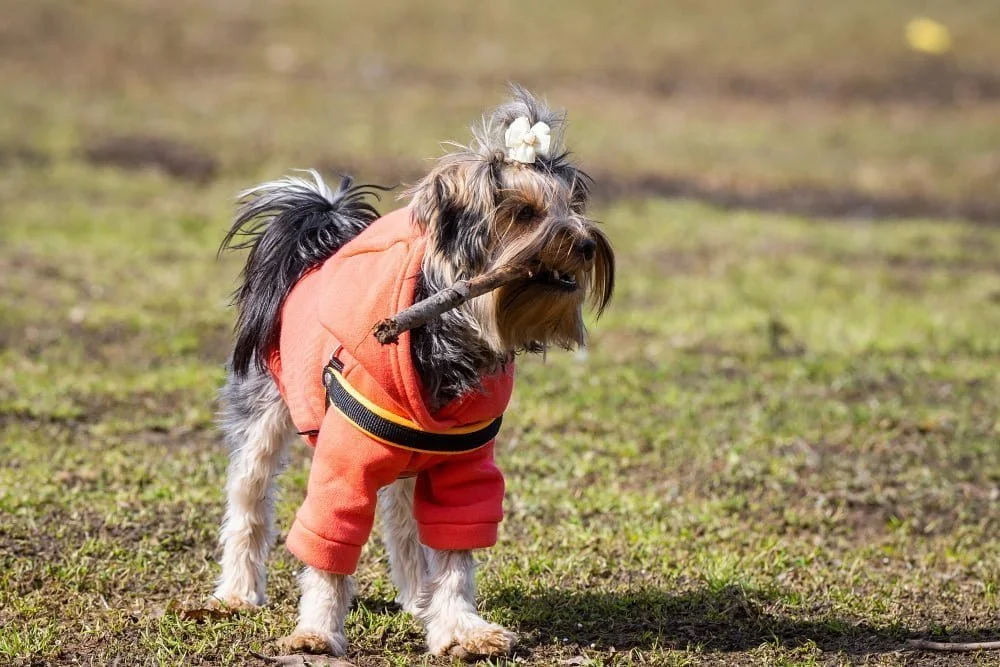Reversible harness vest