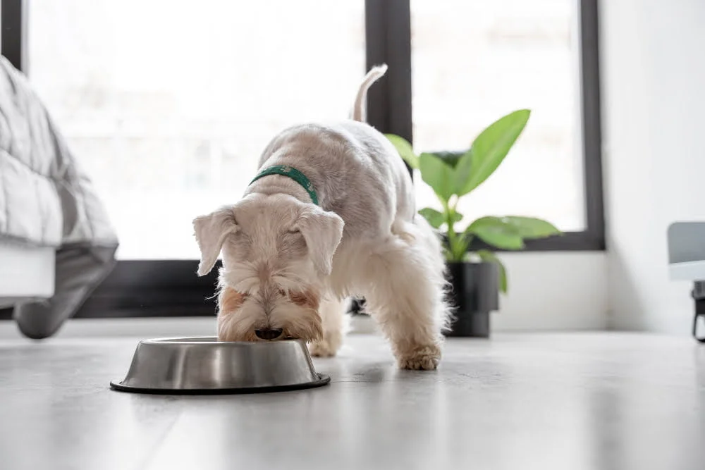 Water bowl