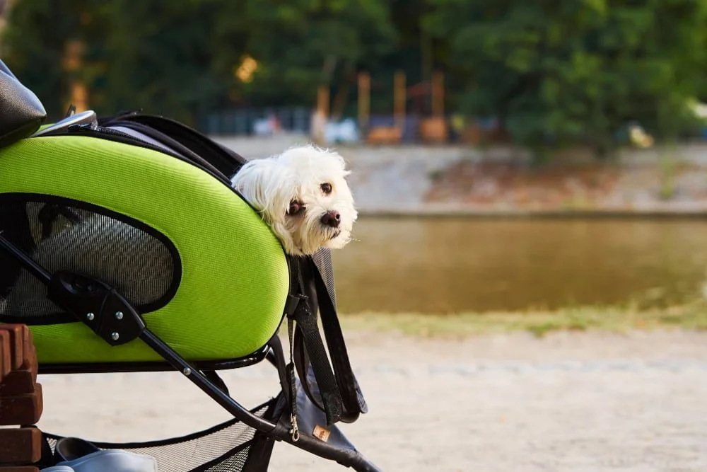 dog stroller
