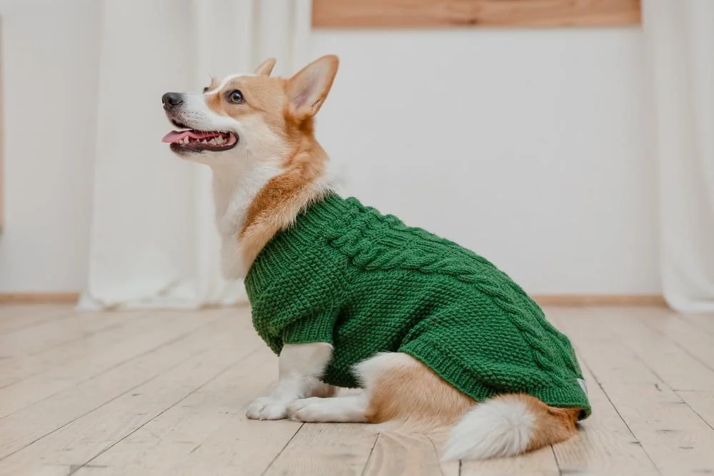 dog sweater